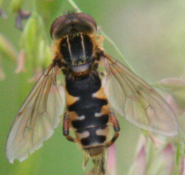 Anasimyia lineata