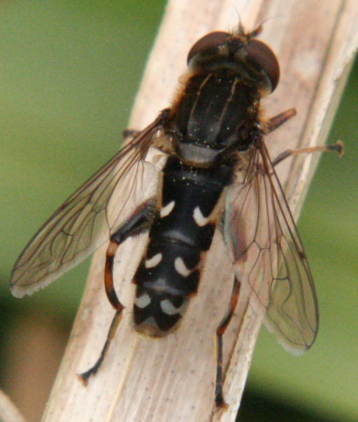 Anasimyia contracta