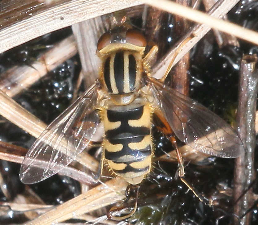Anasimyia lunulata