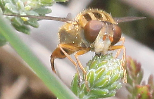 Anasimyia lunulata