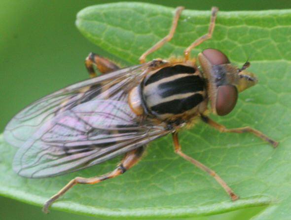 Anasimyia lineata