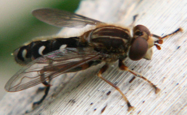 Anasimyia contracta