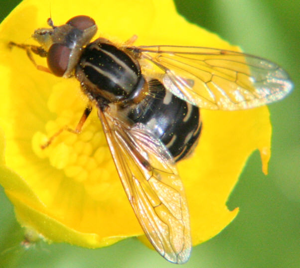 Anasimyia lineata