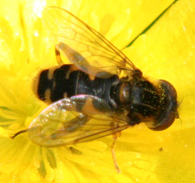 Anasimyia lineata