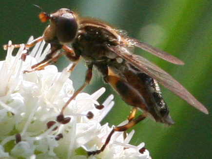 Anasimyia contracta