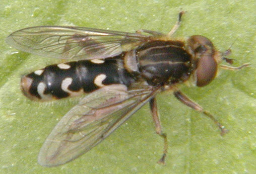 Anasimyia contracta