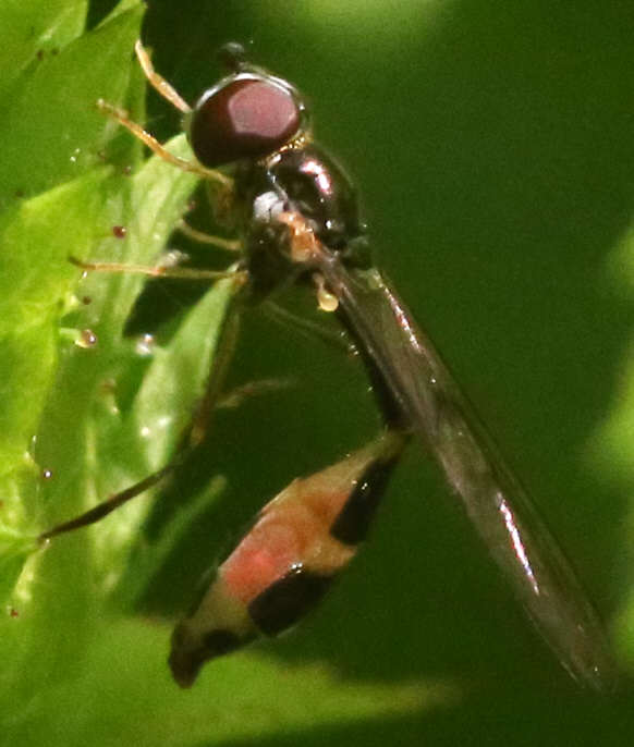 Baccha elongata
