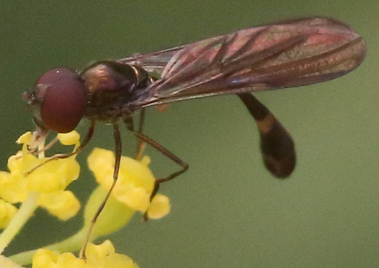 Baccha elongata