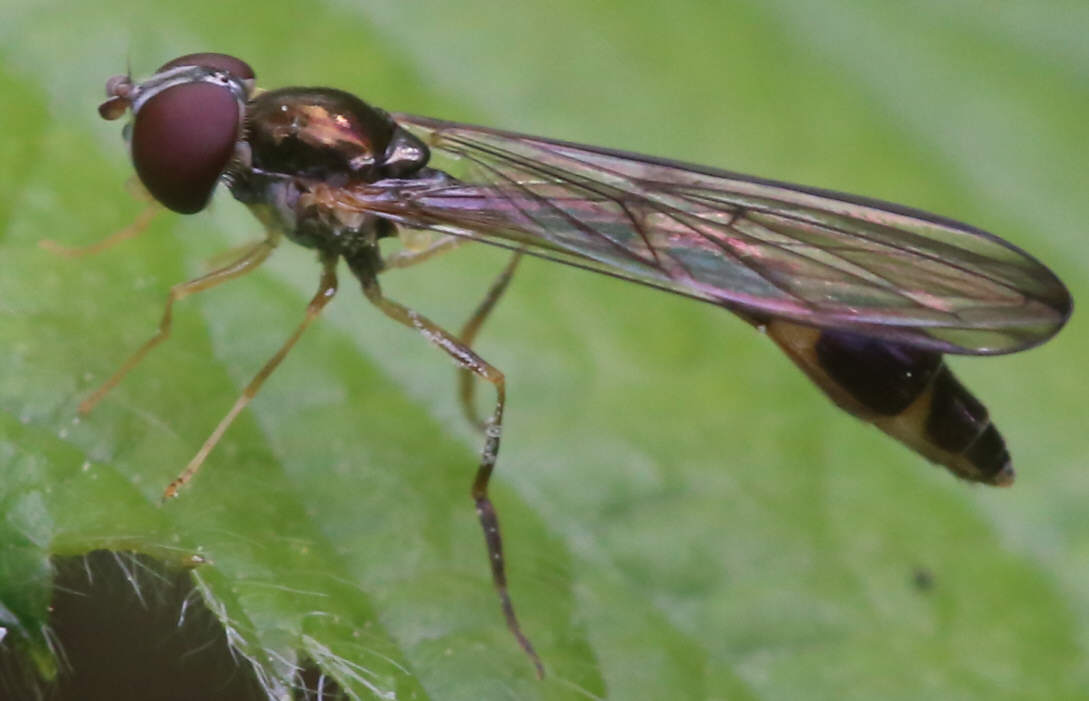 Baccha elongata