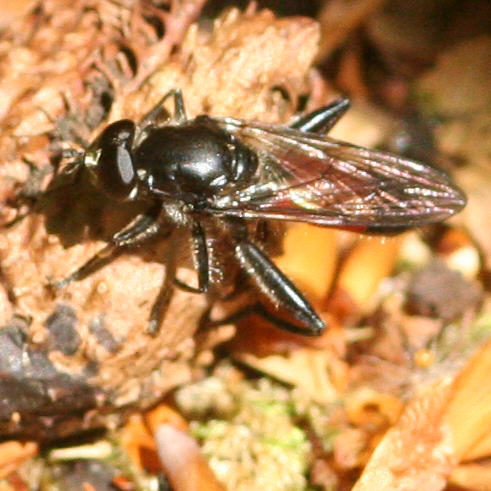 Brachypalpoides lentus