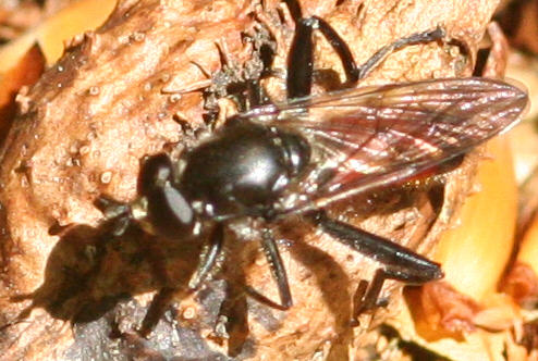 Brachypalpoides lentus