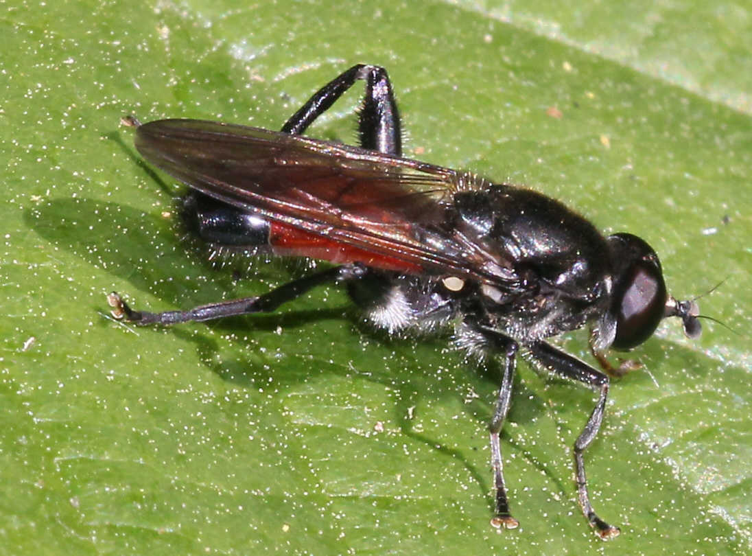 Brachypalpoides lentus