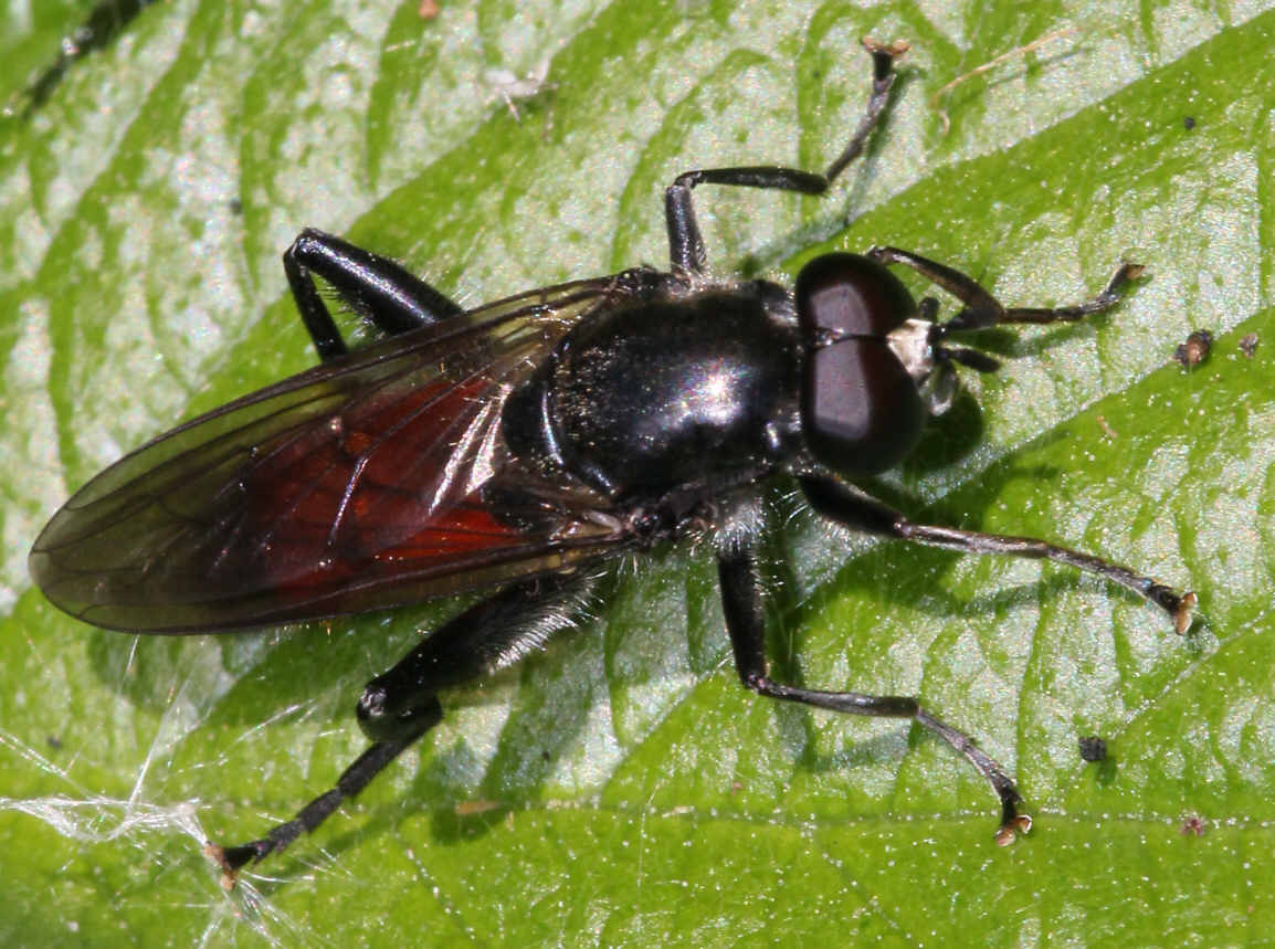 Brachypalpoides lentus