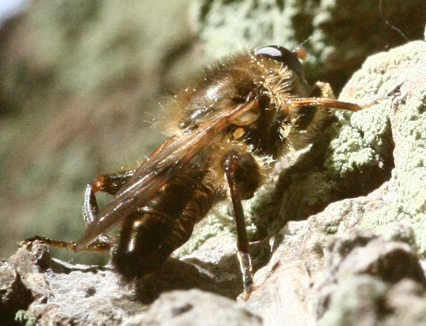 Brachypalpus laphriformis