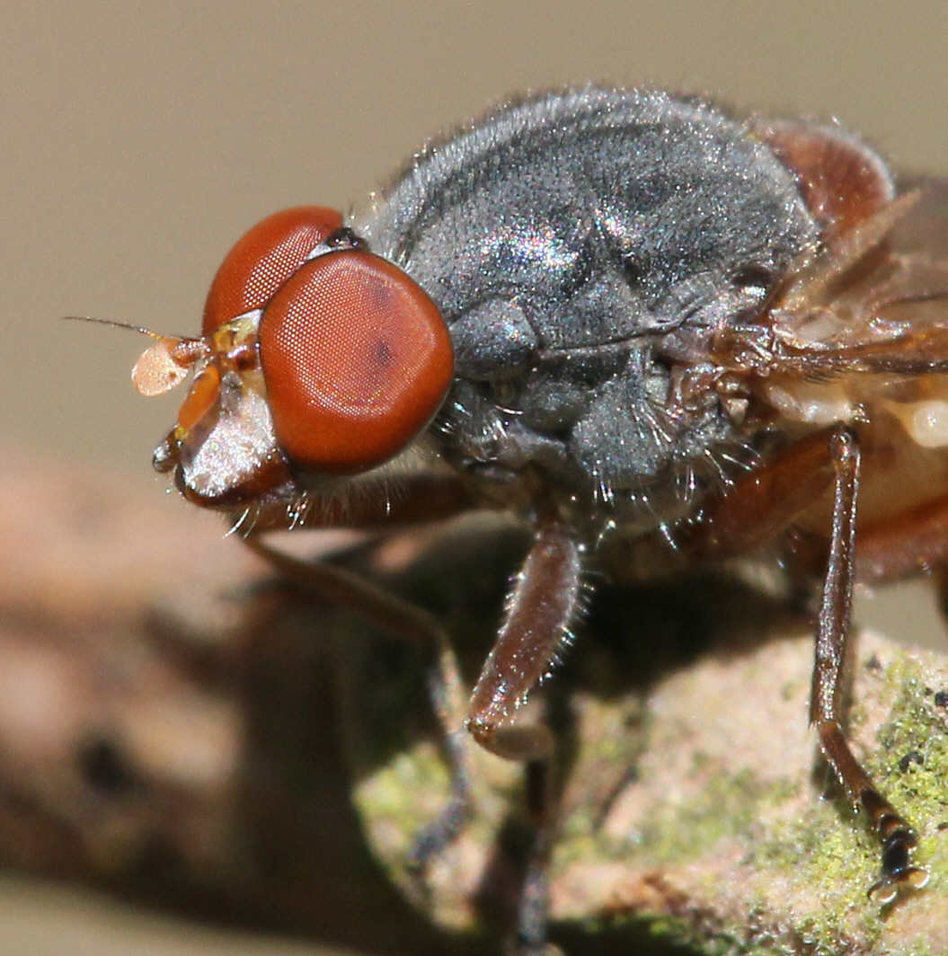 Brachyopa pilosa
