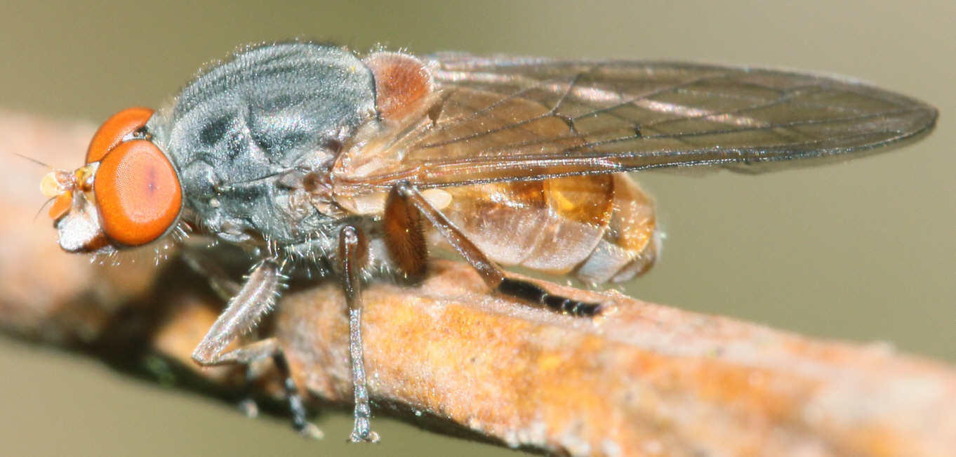 Brachyopa pilosa