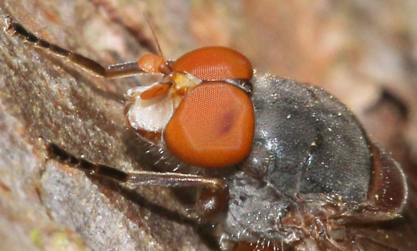 Brachyopa scutellaris