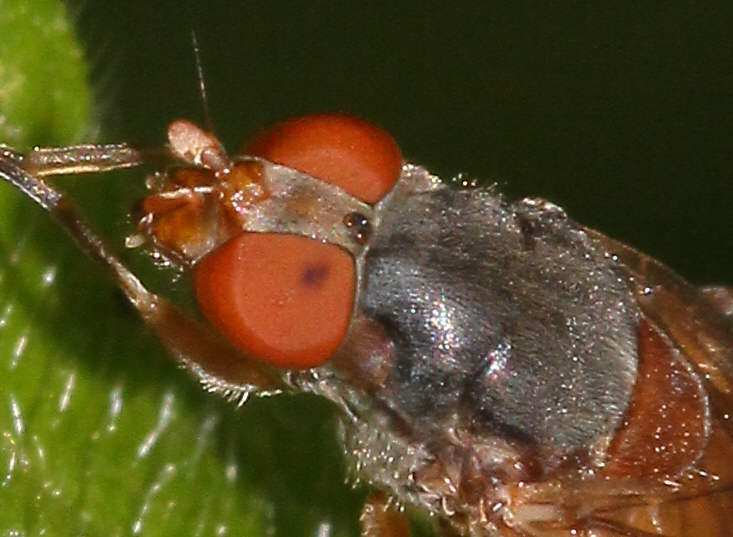 Brachyopa scutellaris