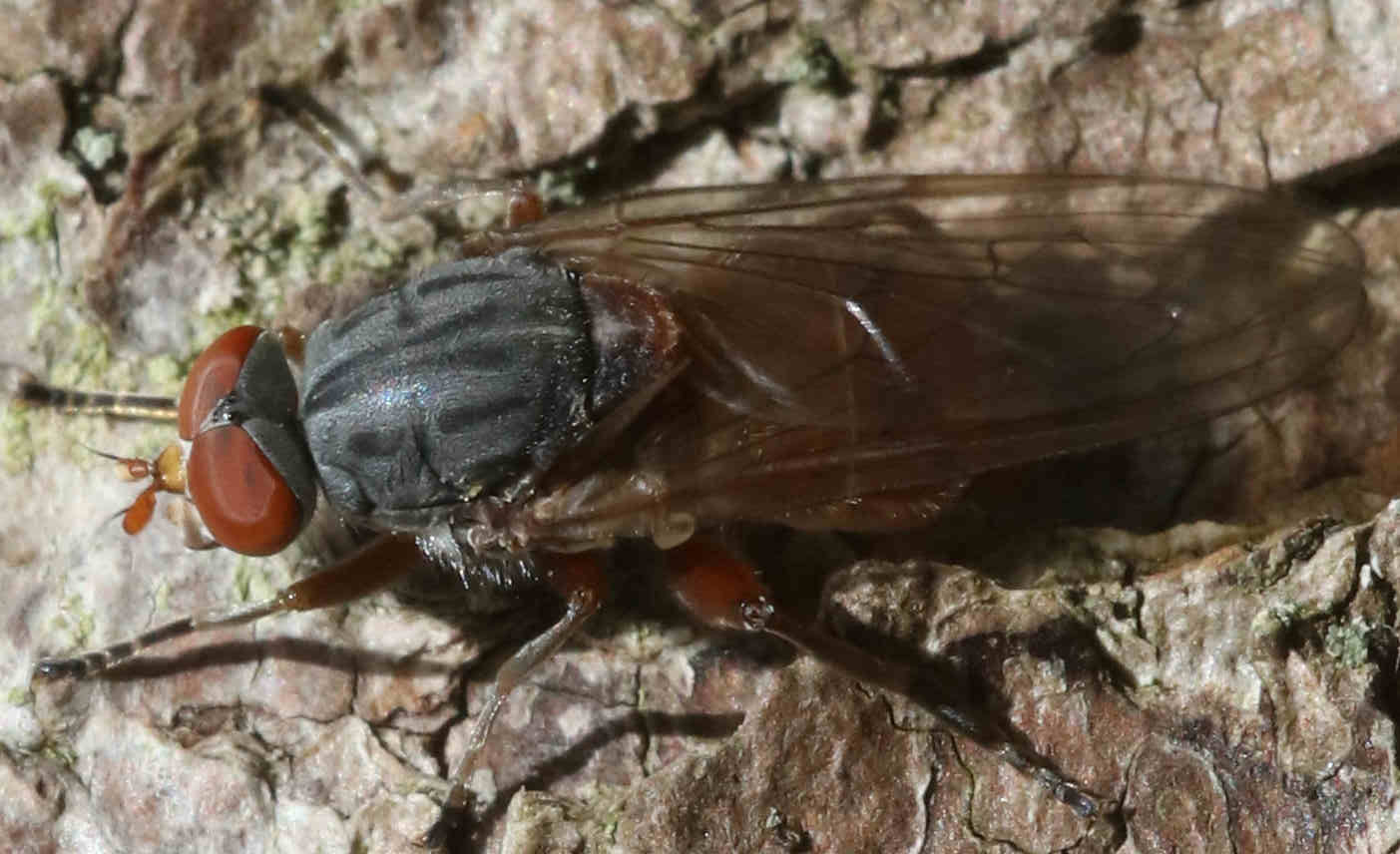 Brachyopa bicolor
