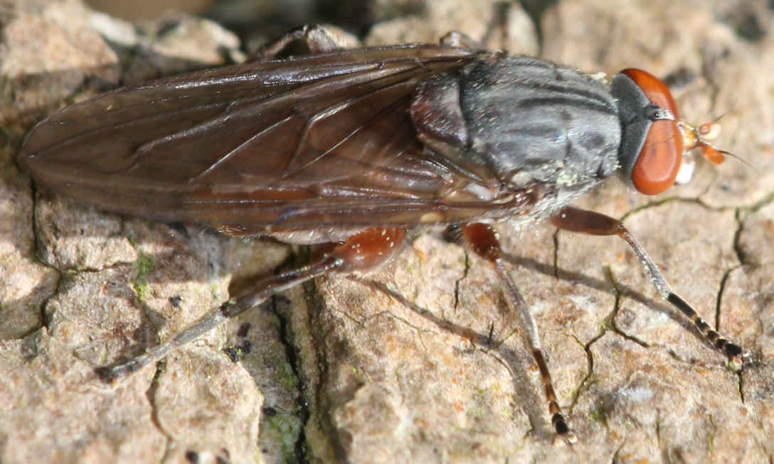 Brachyopa bicolor