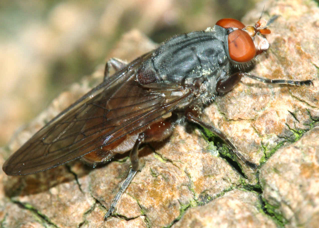 Brachyopa bicolor