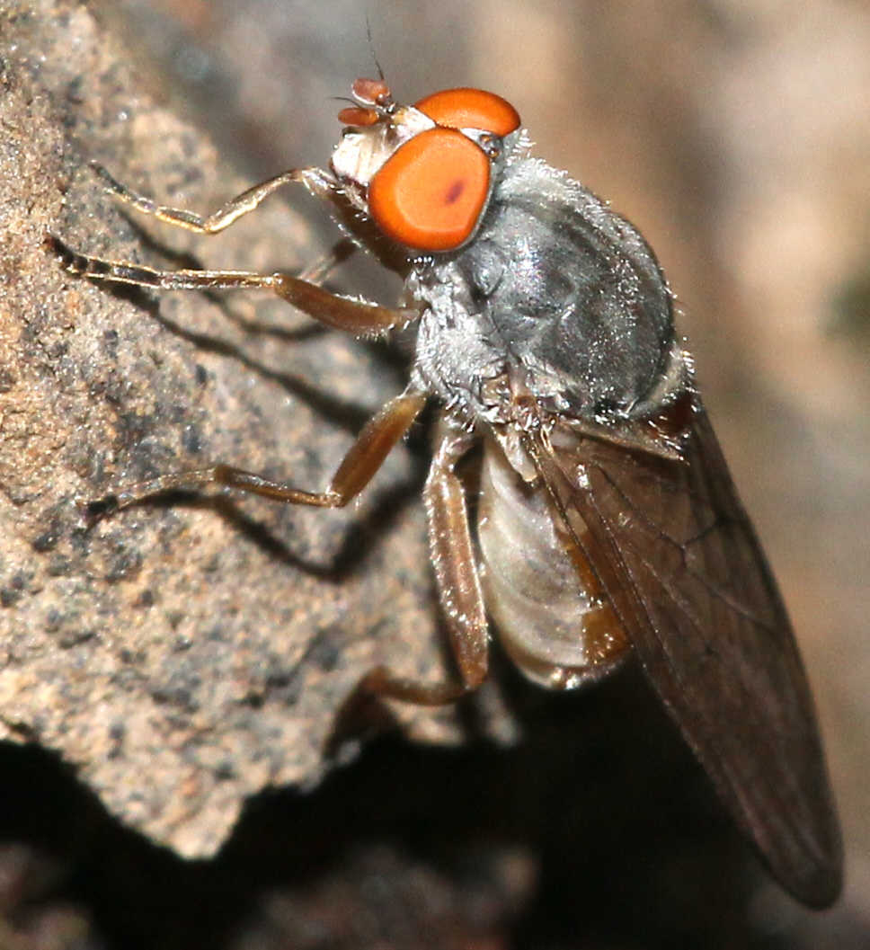 Brachyopa insensilis