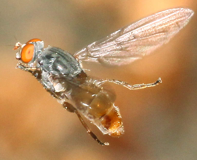 Brachyopa insensilis