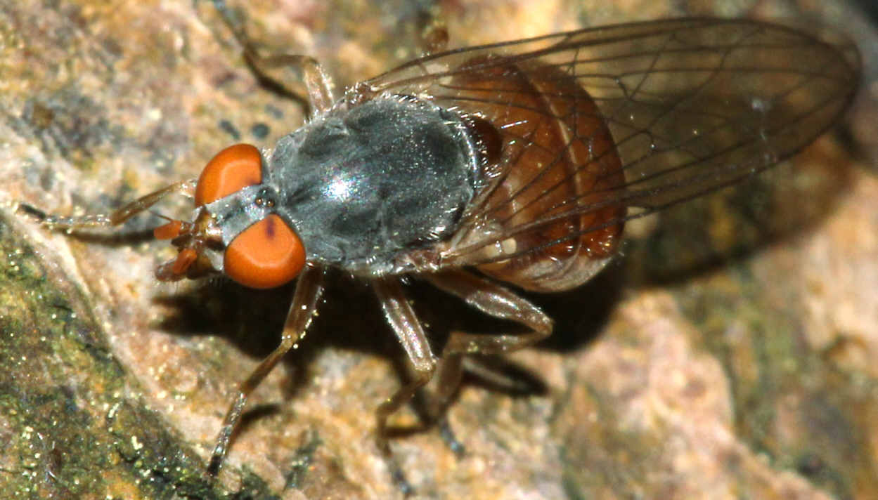 Brachyopa insensilis