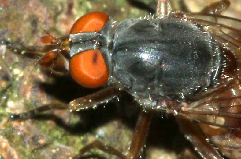 Brachyopa insensilis