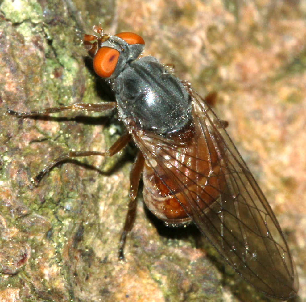 Brachyopa insensilis
