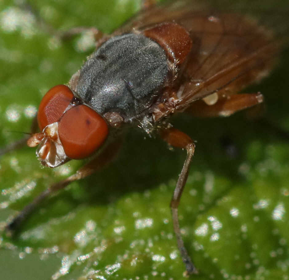 Brachyopa scutellaris