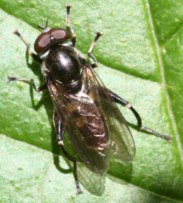 Chalcosyrphus nemorum