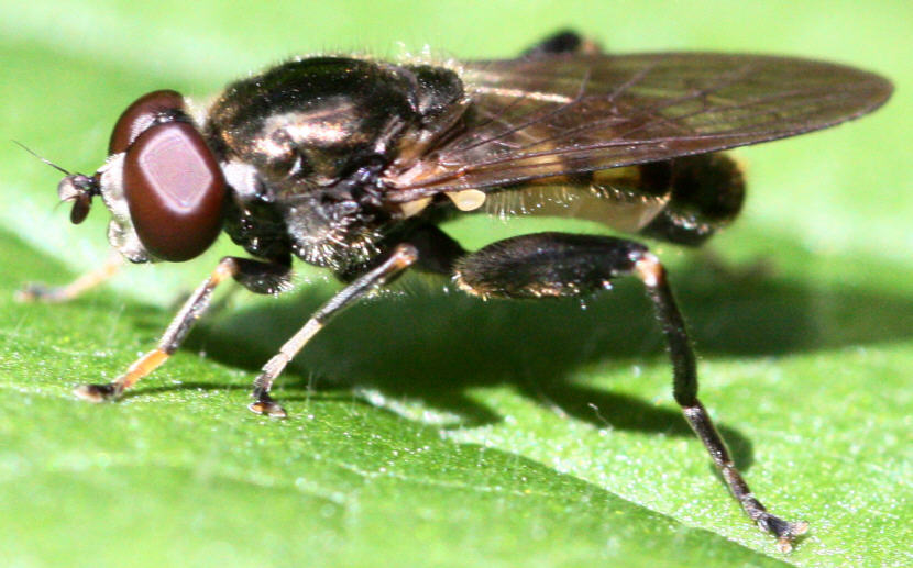 Chalcosyrphus nemorum