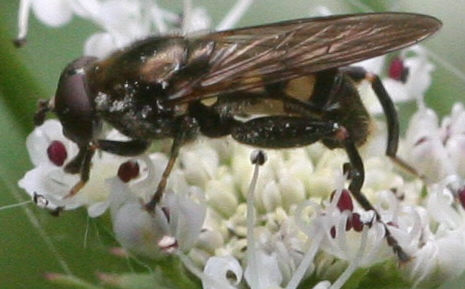 Chalcosyrphus nemorum