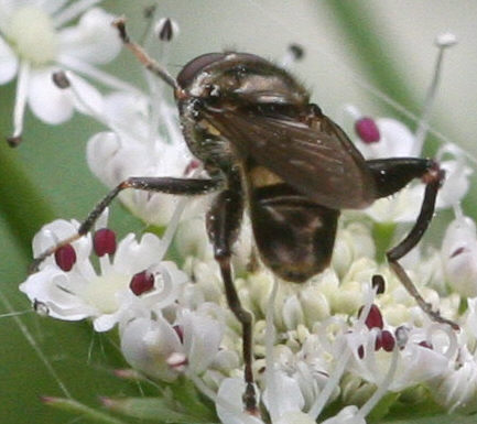 Chalcosyrphus nemorum
