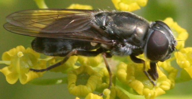 Cheilosia proxima