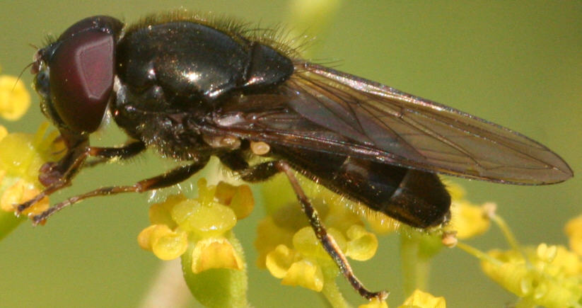 Cheilosia scutellata