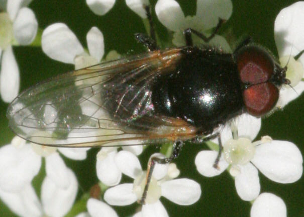 Cheilosia impressa