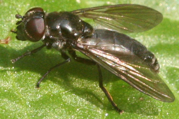 Cheilosia variabilis