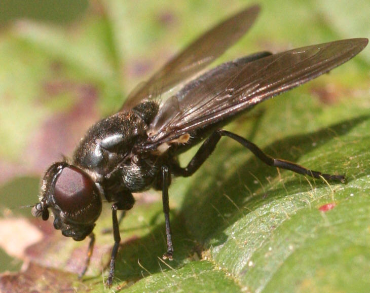 Cheilosia variabilis