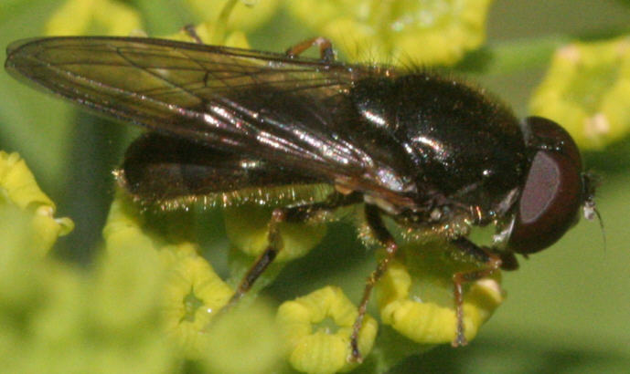 Cheilosia scutellata