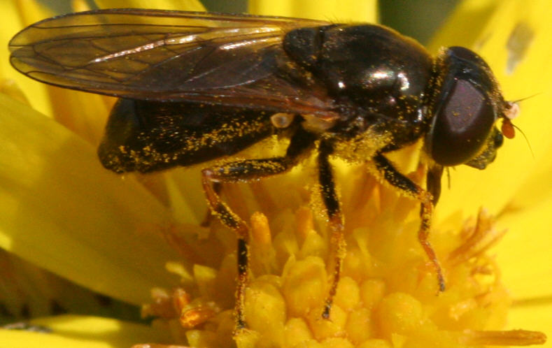 Cheilosia bergenstammi
