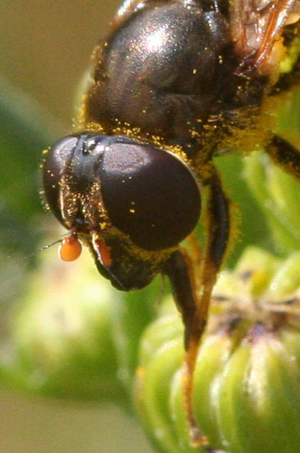Cheilosia bergenstammi