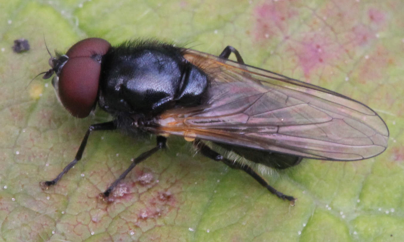 Cheilosia impressa