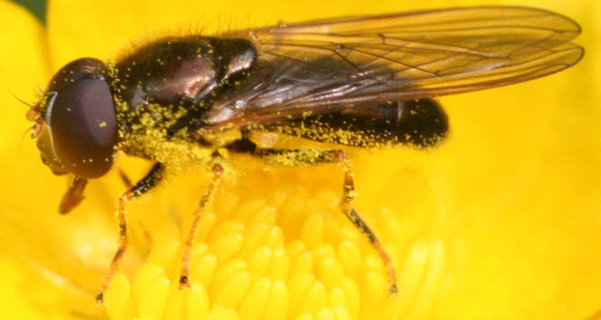 Cheilosia pagana