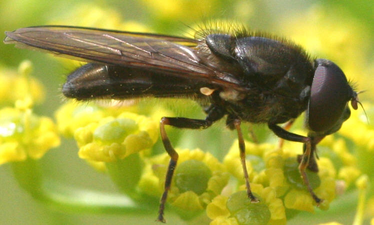 Cheilosia soror