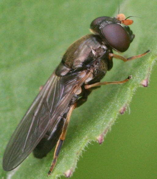 Cheilosia pagana