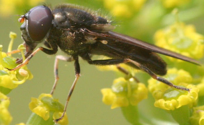 Cheilosia soror