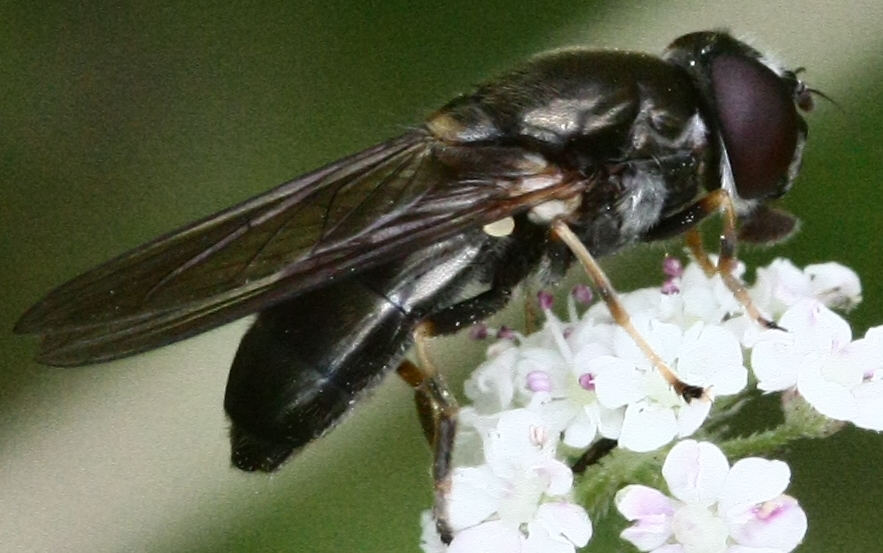 Cheilosia scutellata