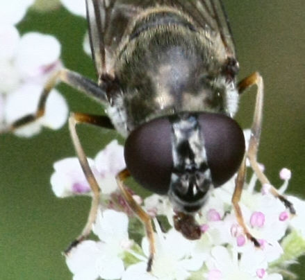 Cheilosia scutellata